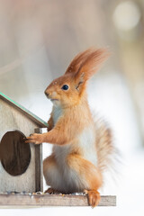 Feeding Time Fun: Squirrel's Adorable Park Visit