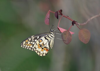 Butterfly..
