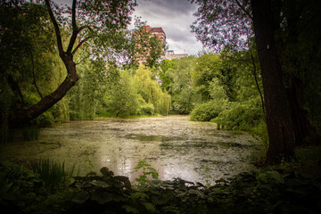 morning in the forest