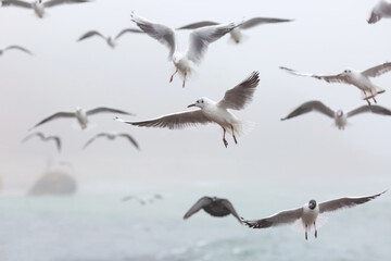 Seagulls in the Haze: A Coastal Symphony