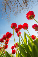 Red tulips bottom view spring background