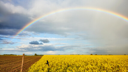 Rainbow over rapeseed field in blossom at sunset.