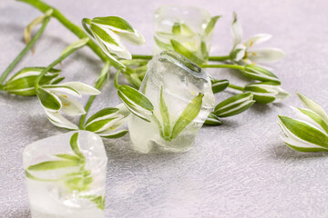 White delicate flower frozen in an ice cube. Refreshing ice flowers.