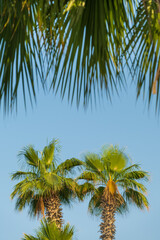 Obraz na płótnie Canvas portrait view to two palms through palm leaves