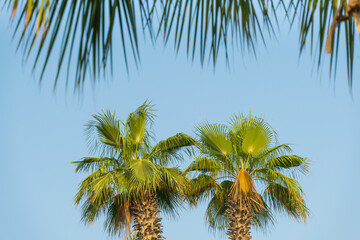 view to two palm trees through palm leaves
