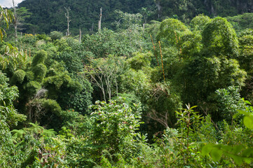 tropical rainforest aerial photography view far from above 