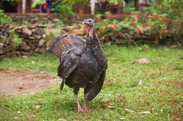 turkey male in the garden