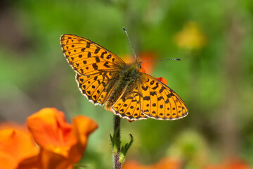 Nymphalidae / Beyaz İnci / / Boloria euphrosyne