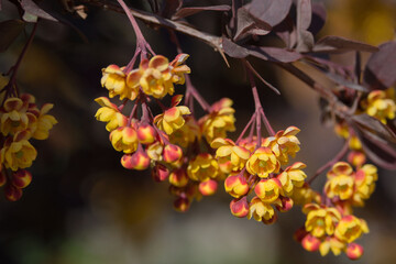 Small yellow Berberis flowers in sunlight.