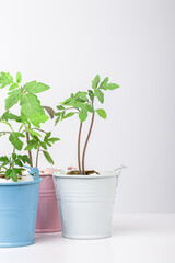 seedling at small bucket isolated. domestic vegetable gardening concept. creative idea growth