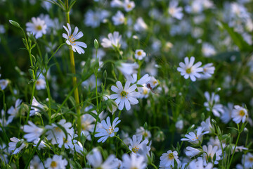 Great chickweed Stellaria holostea, edible wild flowers,  nature spring season wild blossoms