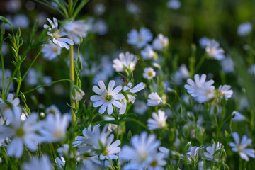 Great chickweed Stellaria holostea, edible wild flowers,  nature spring season wild blossoms