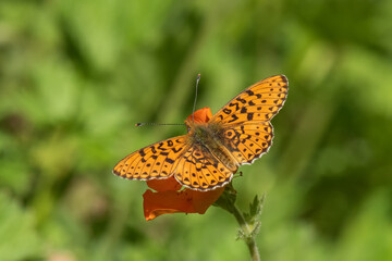 Nymphalidae / Beyaz İnci / / Boloria euphrosyne