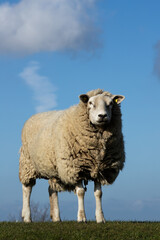 Schaf am Deich, Himmel, Wolken