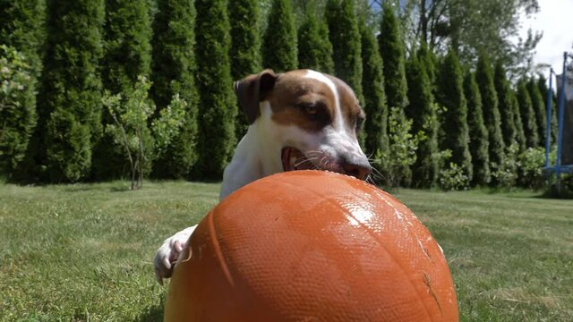 Jack Russell Terrier male play with basketball ball on a green grass