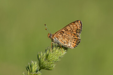 Nymphalidae / Nazuğum / / Euphydryas aurinia