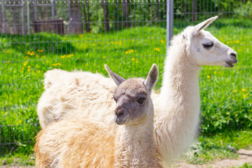 two llamas on a background of green grass