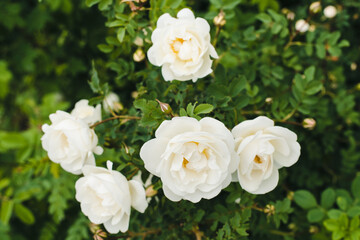 blooming rose hips, rose hips flowers, white rose hips flowers 