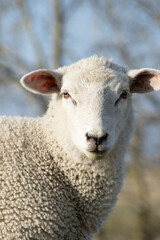 Fototapeta premium Lamm,Lämmer am Deich