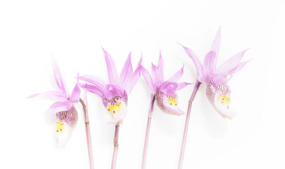 Four Fairy Slipper Orchid Blooms