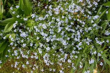 Fototapeta premium Forget me not blue flowers in green spring grass