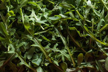 Green background of arugula leaves. fresh herbs