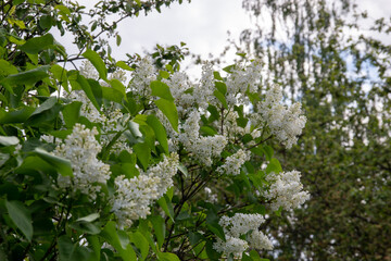 white flowers of lilac  in the garden with blue sky