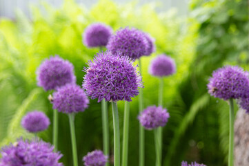 onion purple flowers in the garden - obrazy, fototapety, plakaty