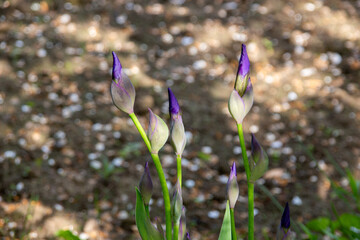 Purple iris flower buds growing on garden earth