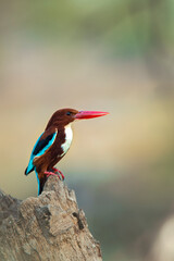 kingfisher on a branch