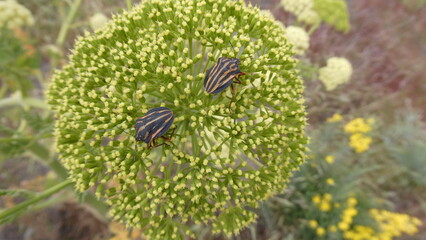 Insecto 