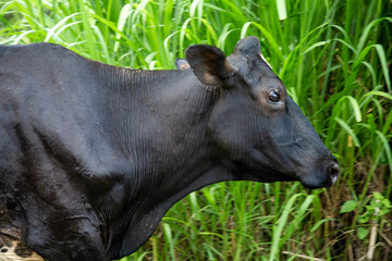 cow in the grass