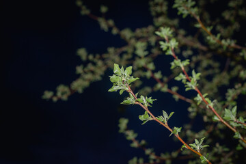 Tree with young leaves at night.