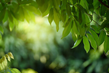 Green leaf for nature on blurred background,