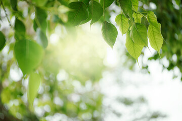 Obraz premium Green leaf for nature on blurred background