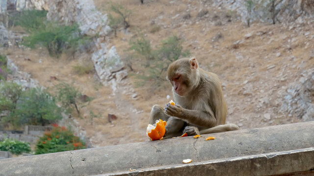 macaque eating an orange with a wistful look