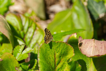 Speckled Wood Butterfly (Pararge aegeria) perched on plant in Zurich, Switzerland