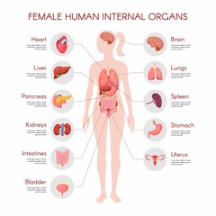 Human body anatomy, vector woman internal organ poster. Medical infographic illustration. Liver, stomach, heart, brain, female reproductive system, bladder, kidney, thyroid. Isolated white background - obrazy, fototapety, plakaty