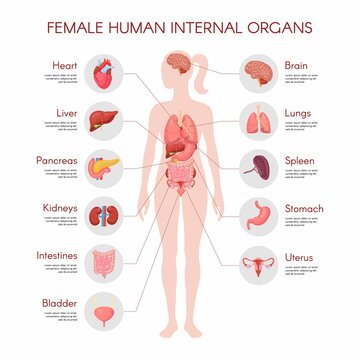 Human body anatomy, vector woman internal organ poster. Medical infographic illustration. Liver, stomach, heart, brain, female reproductive system, bladder, kidney, thyroid. Isolated white background