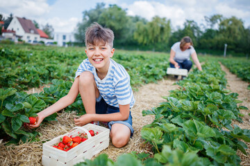 Cheerful boy picking strawberry in a field - 435912714