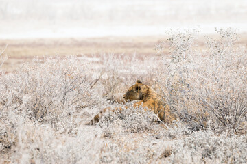 Lioness lying in the drought african bush. Etosha national park in Namibia, Africa