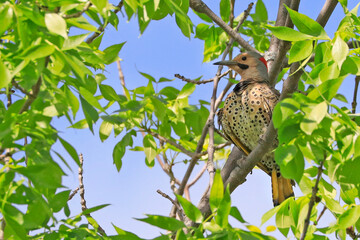Northern Flicker sitting on a tree branch surrounded by green leaves, Quebec, Canada