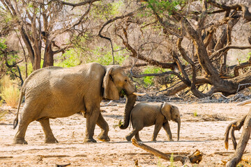 African desert elephants, mother and calf, walking in the forest of Brandberg mountain area,...