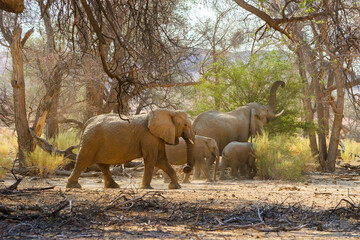 A group of desert elephants feeding. Forest of Brandberg mountain area in dry season.