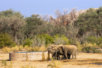 A group of african desert elephants drinking at an artificial waterhole in Mt. Brandberg area,...
