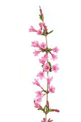 Fototapeta na wymiar Weigela branch isolated on white background. Blooming flowers of weigela florida shrub in spring.