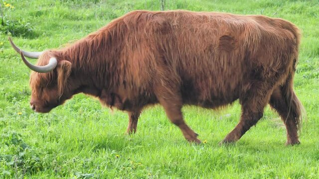 Buffalo, animal wildlife. Head with horns. Buffalo bull concept. big bull. bison closeup. Furry brown. Natural Habitat 