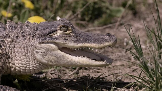 Alligator side profile in natural habitat
