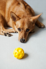 redhead dog playing yellow ball on gray background