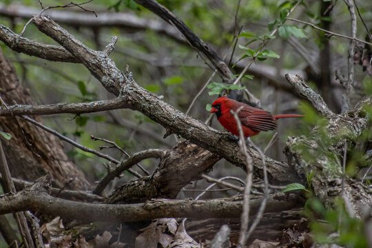 Northern Cardinal on branch.